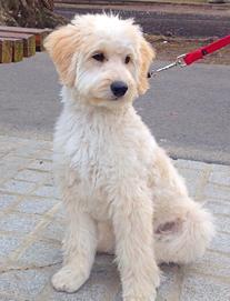 multigenerational goldendoodle